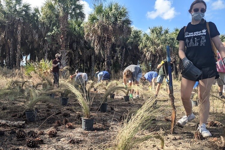 TBEP volunteers work on a habitat restoration project during Give-a-Day for the Bay.