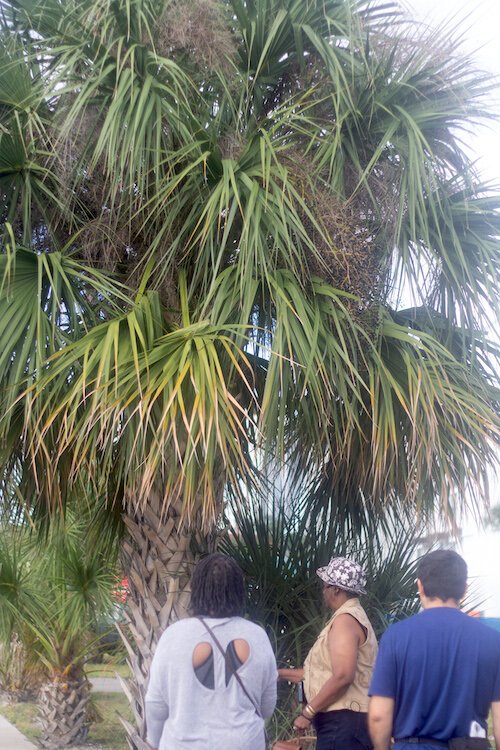Remnants of The Scrub remain as tourists learn about the many uses of the “cabbage palmetto.” The hard bark could be used for building structures, the palms for strengthening and binding structures, and inside, a spaghetti-like plant that is edible. 