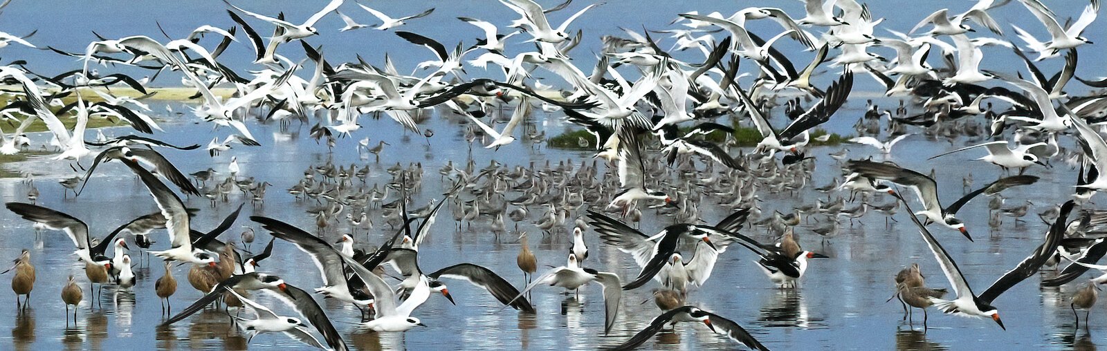 Carole Devillers’ “Flyout at Outback Key (Fort De Soto Park),” where the artist volunteers during nesting season. On the morning of ODTB, the Black Skimmers and terns congregated on this sand bar.