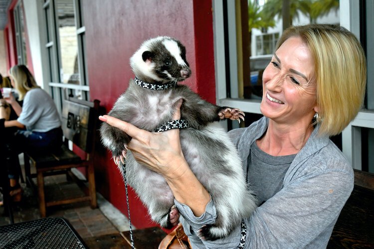 MEET KIGO, THE STRIPED PET SKUNK.” Kigo and her owner enjoying breakfast on the patio of an outdoor café in St. Pete.