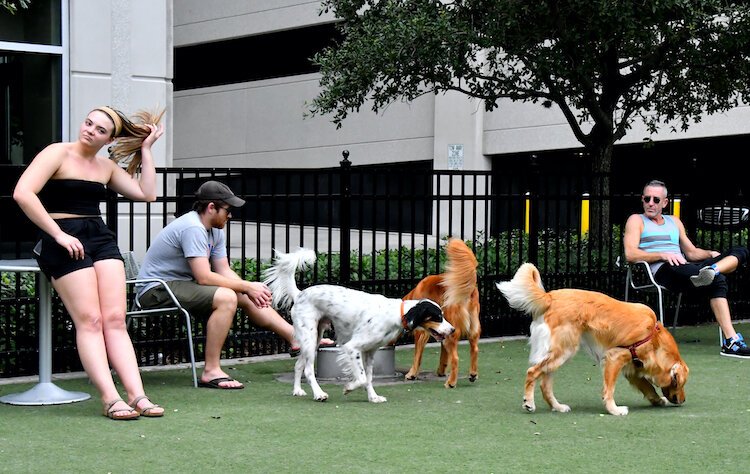 “A TALE OF DOG TAILS AND PONYTAIL,” taken at the Washington Street Park Dog Run in Tampa’s Channel District.