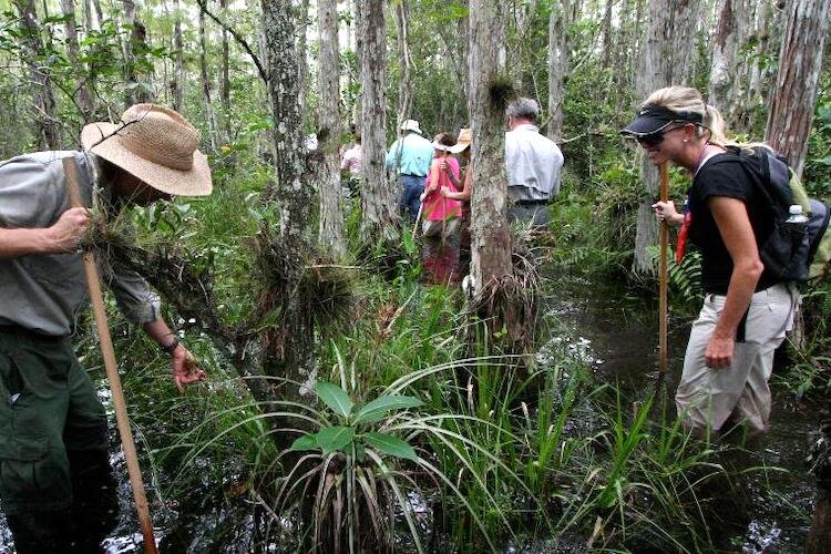 Florida orchids are among highlights seen on Clyde Butcher's swamp walk.