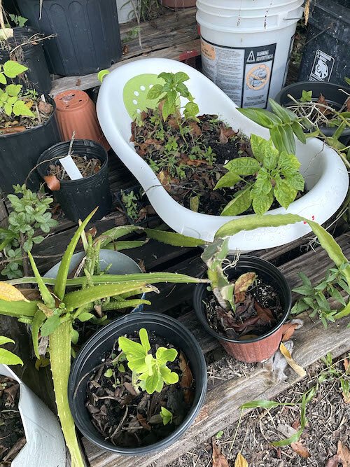 Baby tubs, old Kiddie pools and laundry baskets are just some of the household items repurposed for gardening.
