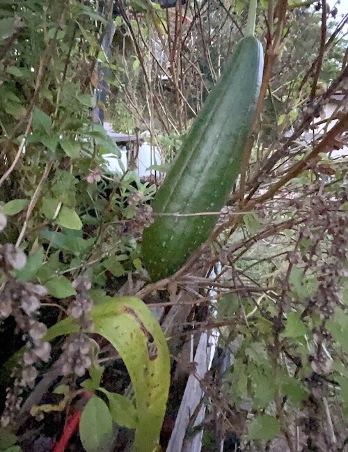 A cucumber? Not! It’s a Loofah! Loofah’s are members of the cucumber family, however, they must be harvested young in ordered to be edible. The fully developed fruit becomes the scrubbing brush we know and love.