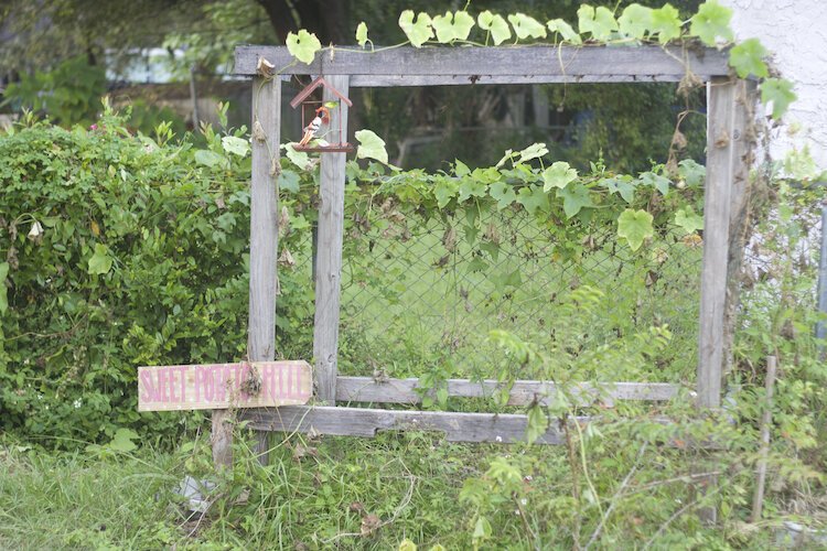 In addition to household items, Morales has also built standing beds, trellises and other garden infrastructure as seen at Sweet Potato Hill and in the butterfly farm.