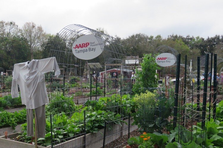 The AARP sponsors two double-beds that produce approximately 660 lbs. of food annually that goes to the Village Presbyterian Church food pantry nearby. Any leftovers return to garden and get composted.