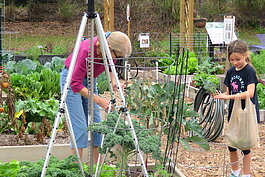 Intergenerational gardening is a common sight at the gardens.