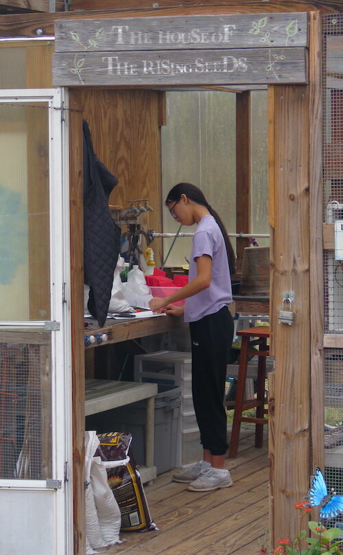 The greenhouse or “The House of the Rising Seeds,” where Kaydence Rao, a 15-year-old Steinbrenner High School student, is putting in her community service hours and is fascinated by edible flowers.