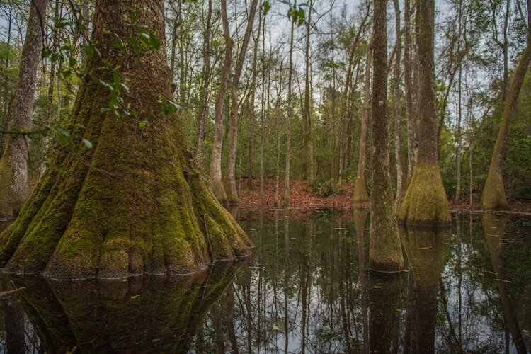 Cypress trees grow in areas that of Florida that are under water.