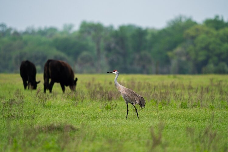 Big patches of land preserved for the Florida Wildlife Corridor are active farms that won't be sold for development.