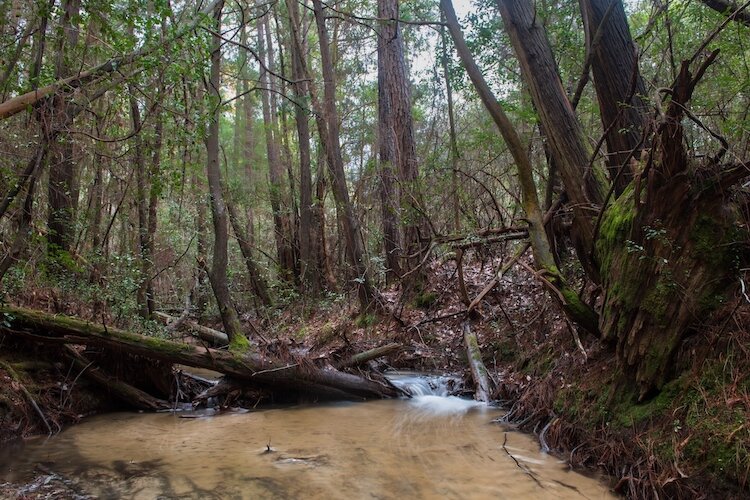 Much of the Florida Wildlife Corridor is forested and will now be protected from timber production.