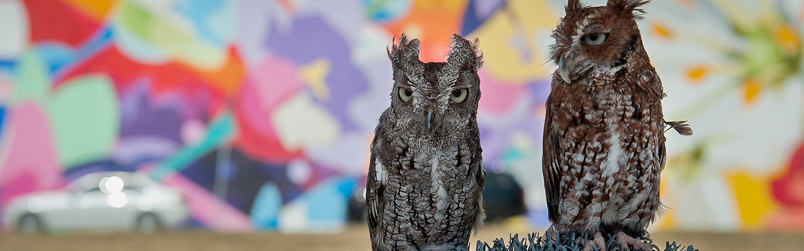Two adult Eastern Screech Owls helped draw a crowd to the educational display at The Market Marie in Clearwater on Saturday. “McGough Nature Park at The Narrows” showed off the owls and other birds now under their care after a variety of injuries.