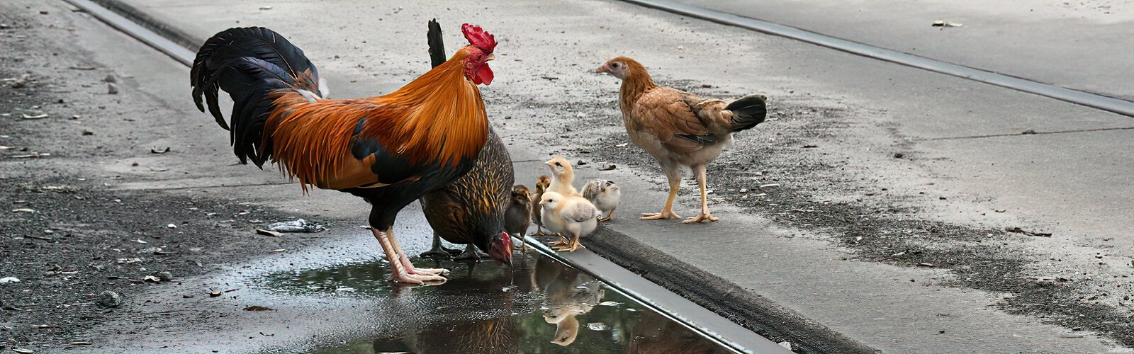 A family of chickens, alleged descendants of the first chickens brought by Cuban immigrants, drink from a rain puddle on the streetcar tracks. The chickens run wild by Centennial Park and are legally protected from being harassed, captured or killed.