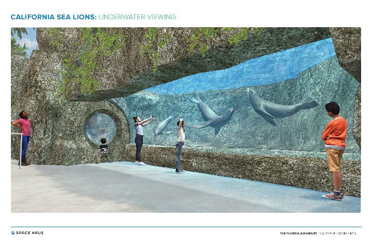 The outdoor exhibit at the Florida Aquarium will be the first California sea lion exhibit on Florida's West Coast.