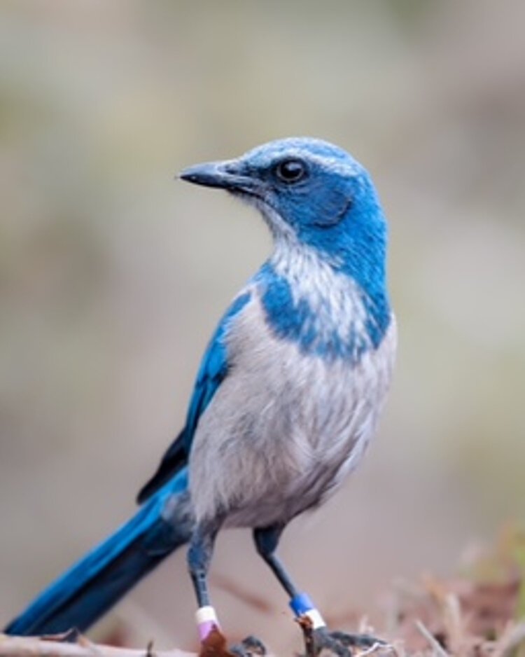 The Florida scrub jay in Golden Aster Nature Preserve near Gibsonton is believed to be the last one of the threatened birds living in Hillsborough County.