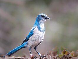 The scrub jay living in Golden Aster Nature Preserve near Gibsonton is believed to be the last one of the endangered birds in Hillsborough County. 