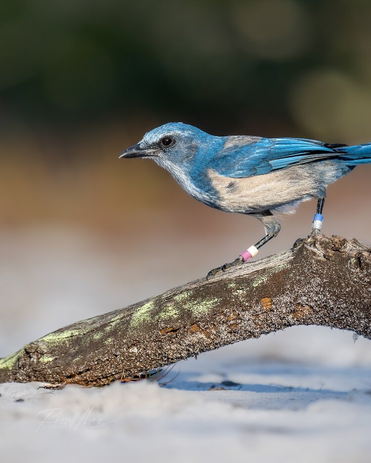 Wildlife photographer Russell McBurnie has captured images of the Florida scrub jay living in Golden Aster Nature Preserve.