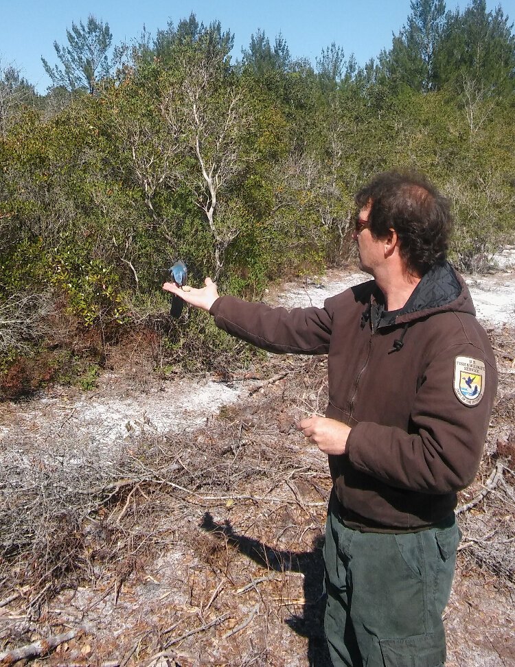  Todd Mecklenborg, a biologist with the U.S. Fish & Wildlife Service, holds a scrub jay in his hand at the Seminole State Forest near Eustis.