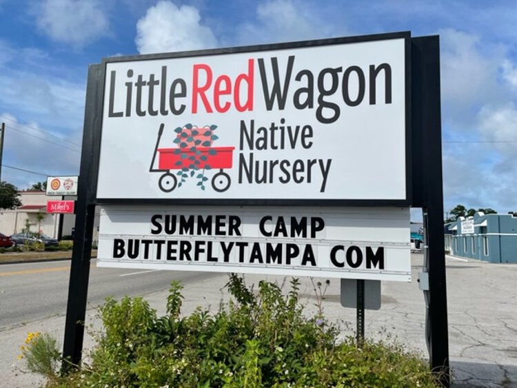 Butterfly expert and advocate Anita Camacho owns the Little Red Wagon Nursery on Henderson Road in Tampa. 