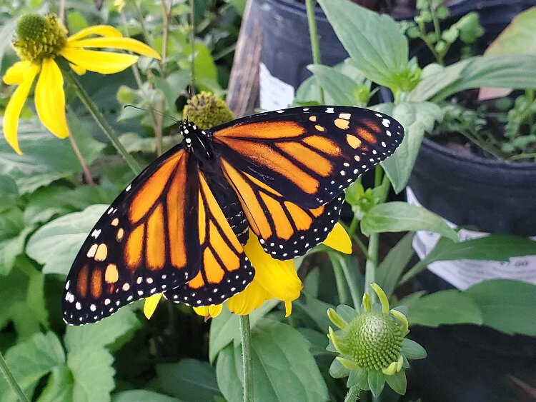A monarch butterfly on a cutleaf coneflower.