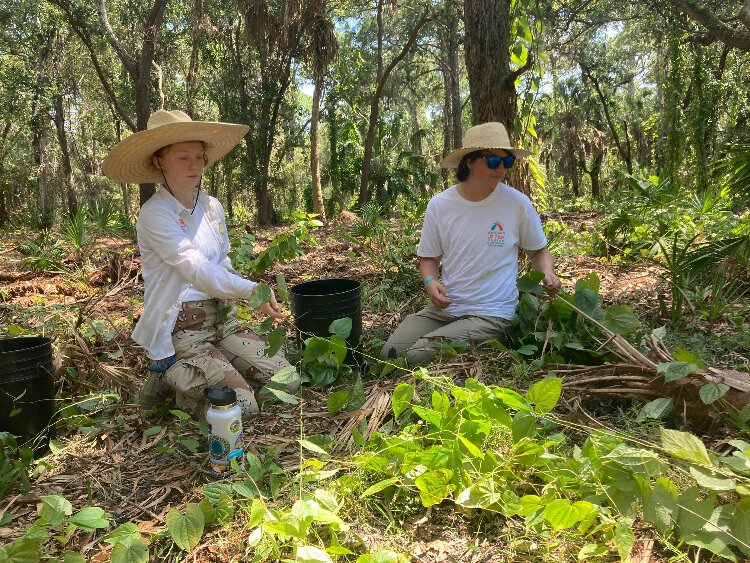 Eckerd College students Katherine Foree and Skyler Paoli clear out invasive plants at Boyd Hill Nature Preserve.