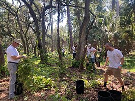 Eckerd College staff, students and faculty volunteer at Boyd Hill Nature Preserve during a day of service to launch the school's St. Pete Center for Civic Engagement and Social Impact.