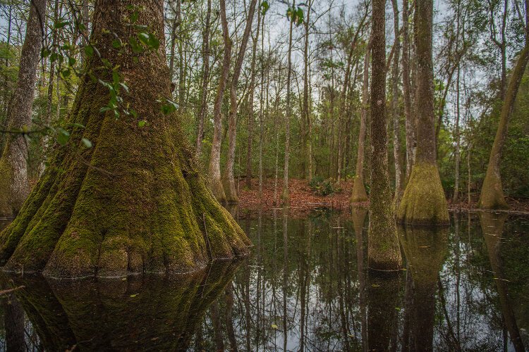 In March, the Florida Cabinet purchased conservation property near Wakulla Springs, a key connection for the Florida Wildlife Corridor. 
