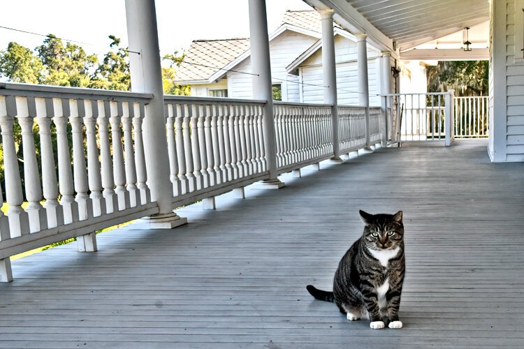 Mr. Mittens, a very friendly feline, loves to greet visitors at Chinsegut Hill, here on the second- floor veranda.