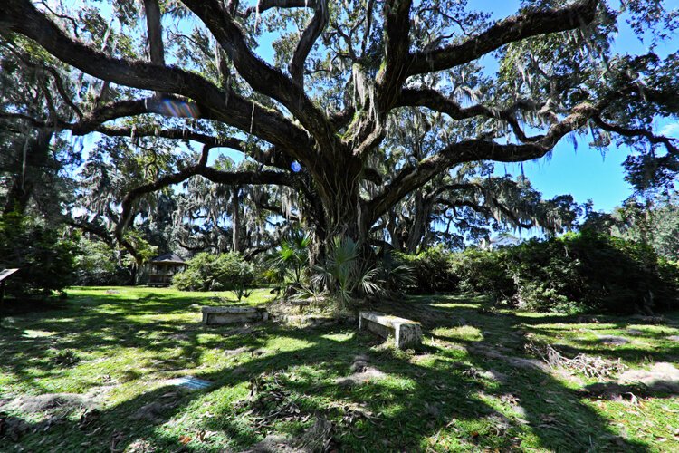 The grand Altar Oak, thus named by the Robins, marks the site of their burial.