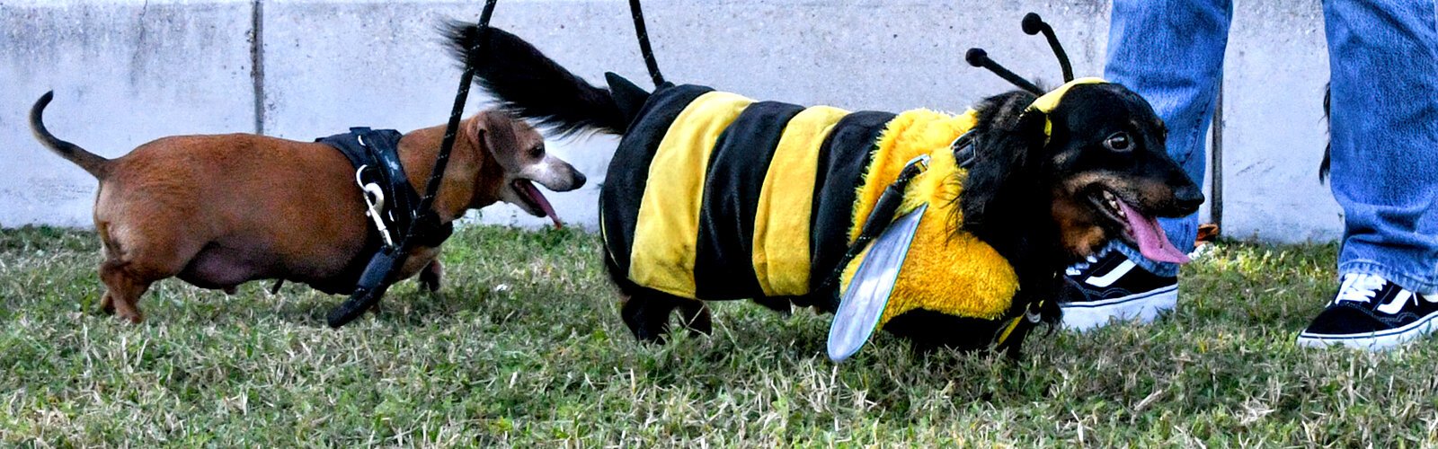 Toby did not mind playing the bee, but his pal Slinky would have none of it and refused to wear his Halloween costume.