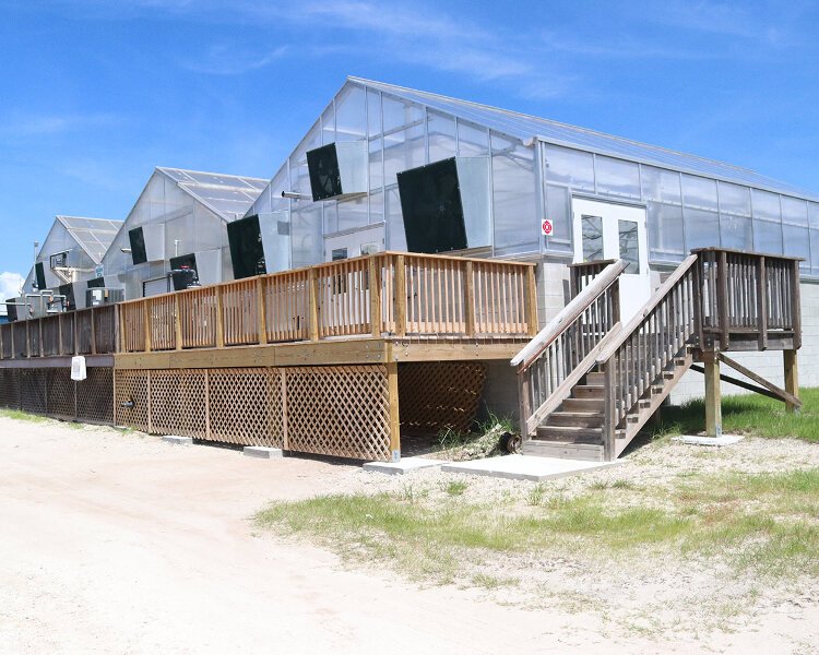 The current coral conservation complex at the Florida Aquarium's Apollo Beach campus consists of three greenhouses and a spawning laboratory. A 4,200-square-foot expansion is underway.