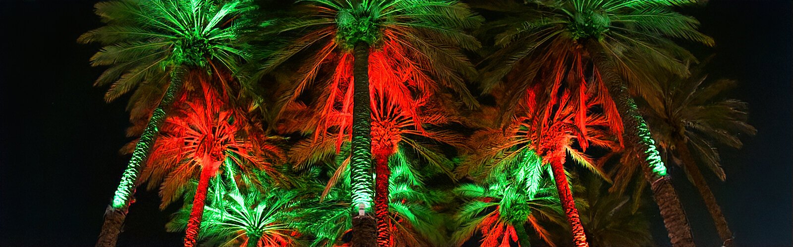 Colorfully lit palm trees, the other Christmas tree in Florida!
