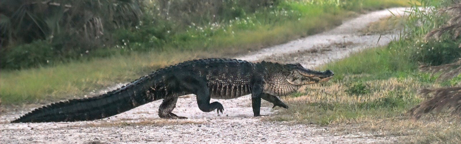 In the early morning, an alligator silently crosses Heron Hideout trail to reach the Banana Creek Canal.