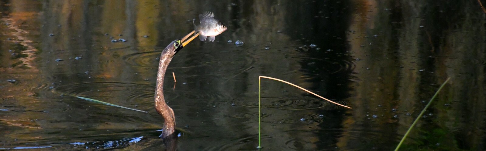 A nice breakfast catch by a female anhinga, also called snake bird due to its long curvy neck.