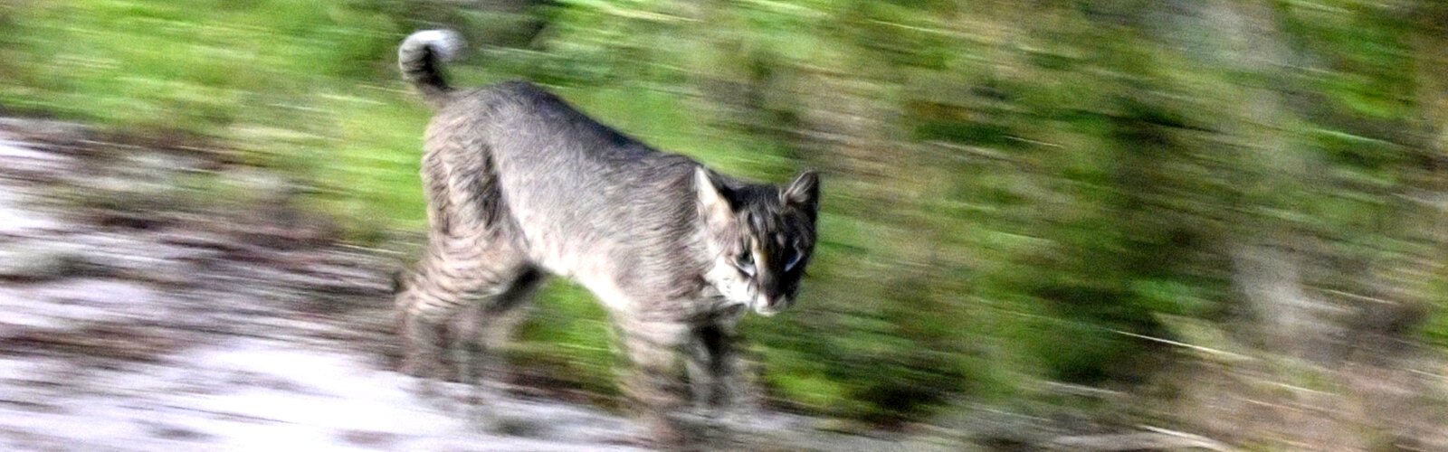 A resident bobcat on the hunt passes furtively on the side of Alligator Alley in the early morning hours.
