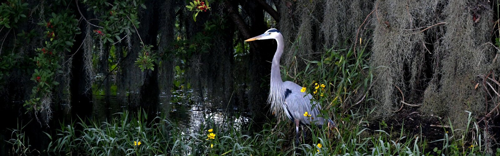 Great blue herons are ubiquitous, breeding and nesting in Circle B Bar Reserve.
