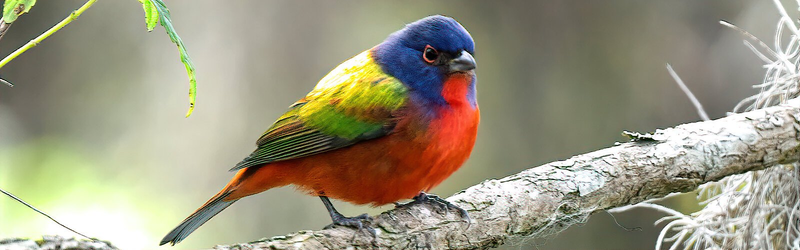 One migratory bird that favors Circle B in winter is the colorful painted bunting, a highly sought-after prize for photographers. This one is a male, as females are just of one color, yellowish-green.