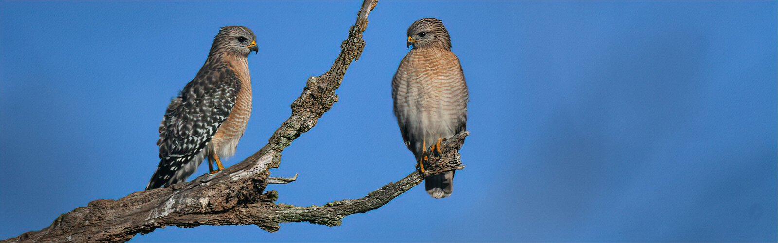 A pair of red-shouldered hawks rests on a snag on Marsh Rabbit Run Trail. Some nest in the nature reserve as the restoration in the Banana Creek Marsh has provided foraging and breeding areas.