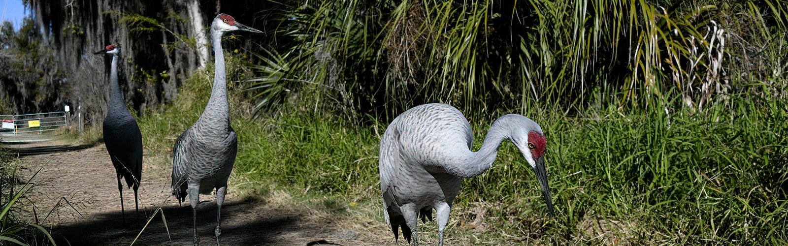 Accustomed to visitors and perfectly at ease, the resident sandhill cranes casually stroll and forage along Alligator Alley.