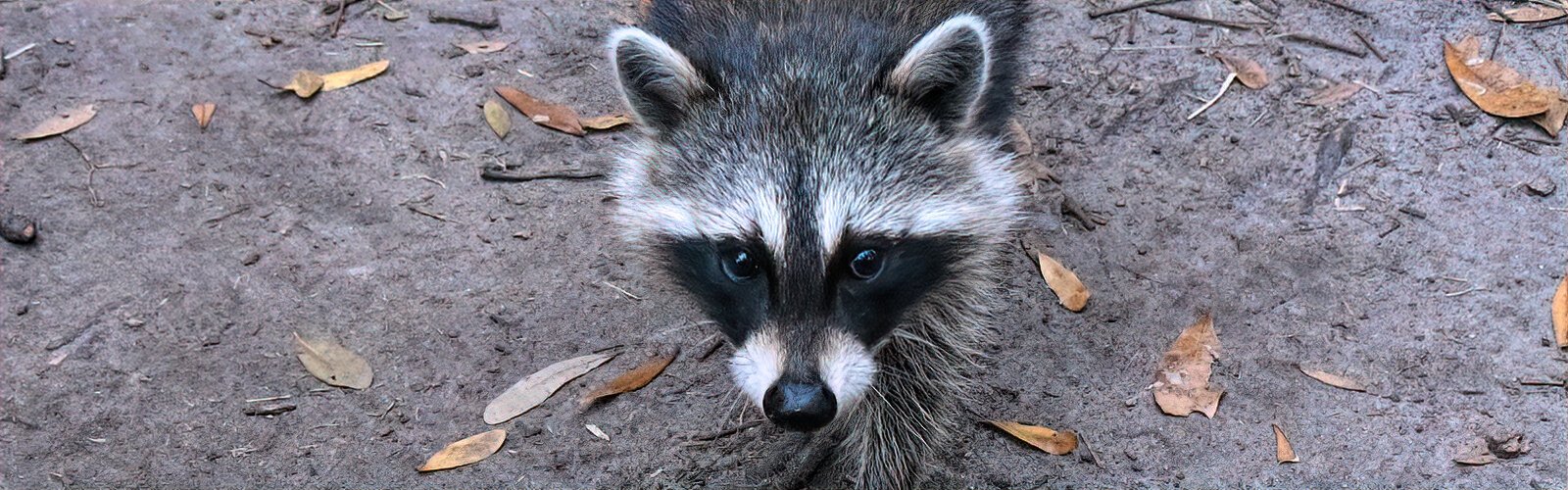 A family of raccoons resides at Circle B and it’s important not to feed them so that they keep foraging and don’t become beggars.