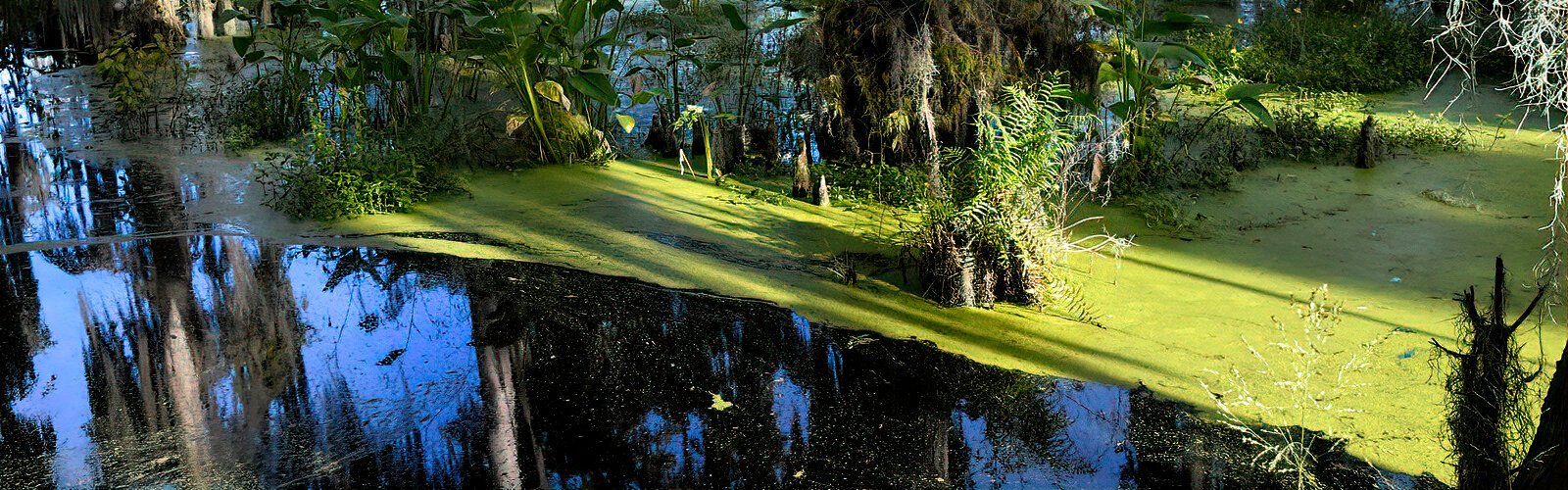 Seasonal shallow wetlands harbor insects and reptiles that attract wading birds and alligators, and also make for picture-perfect scenery.