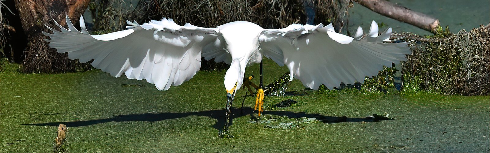 A snowy egret plunges its bill through the green vegetation covering the marsh in an attempt to catch a fish.