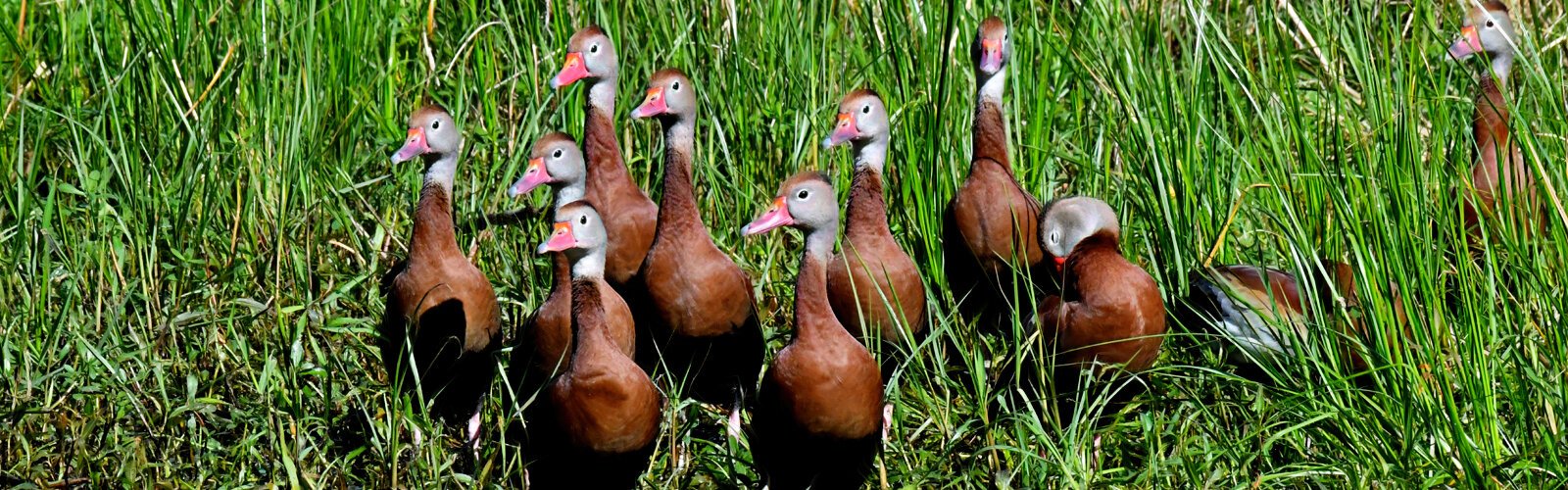 The tremendous bird population of the nature reserve includes flocks of black-bellied whistling ducks, fun to watch and listen to.