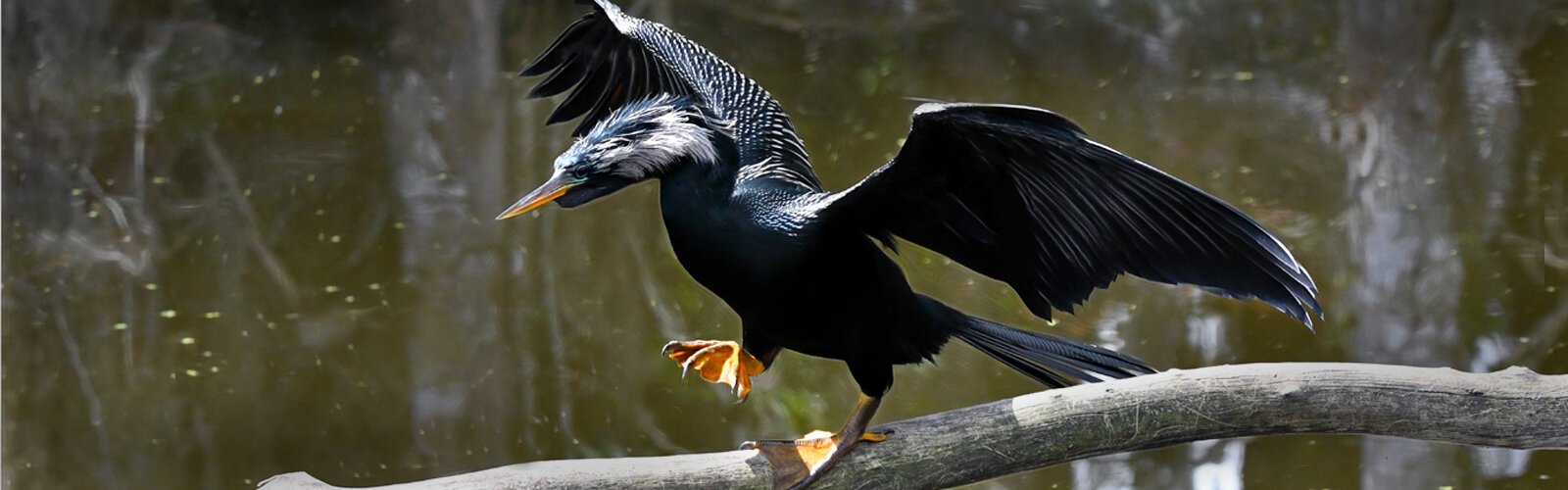  A male anhinga in breeding plumage walks with determination on a branch over the Banana Creek Canal.