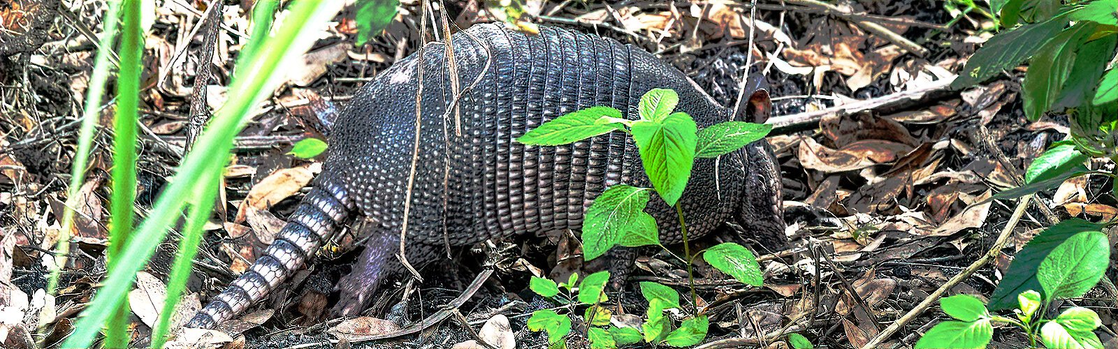 An armadillo forages in the garden area of Polk’s Nature Discovery Center at Circle B Bar Reserve.
