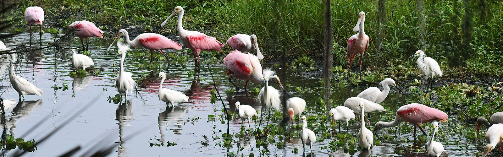 A variety of wading birds, such as spoonbills, egrets and white ibis forage in the shallow marsh of Banana Creek along the Marsh Rabbit Run trail.