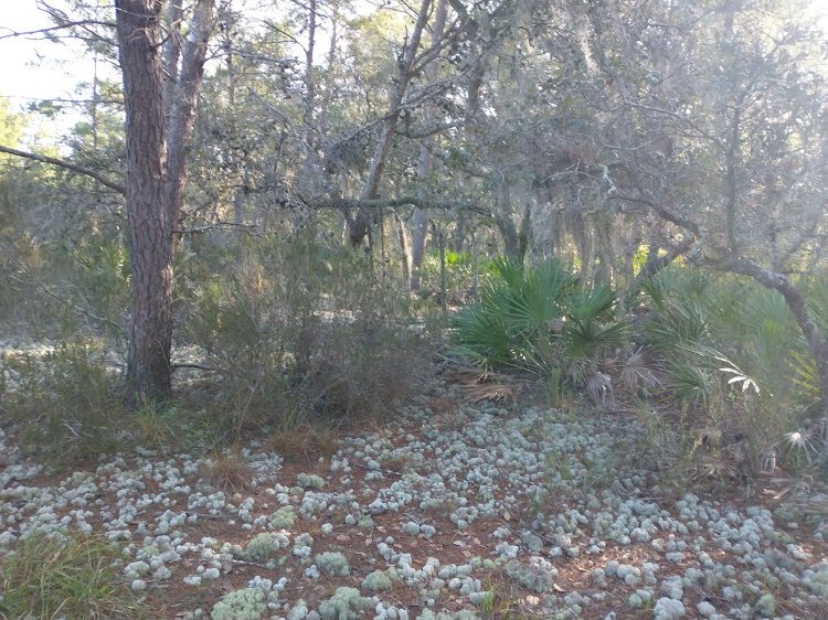 Lichens like this reindeer moss thrive throughout the Gladys E. Douglas Preserve in Dunedin.