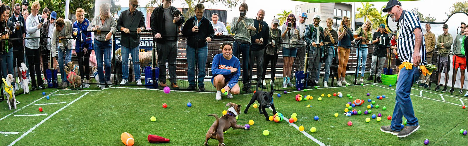 A “wooferee” officiates at the Woofball Puppy Bowl that recently took place at the Dog Bar in a fenced yard stocked with toys and balls for the pups to grab.