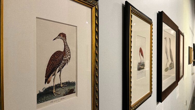 "Etched Feathers" features Tampa artist John Costin's bird portrait prints and pieces from Costin's collection of antique prints.