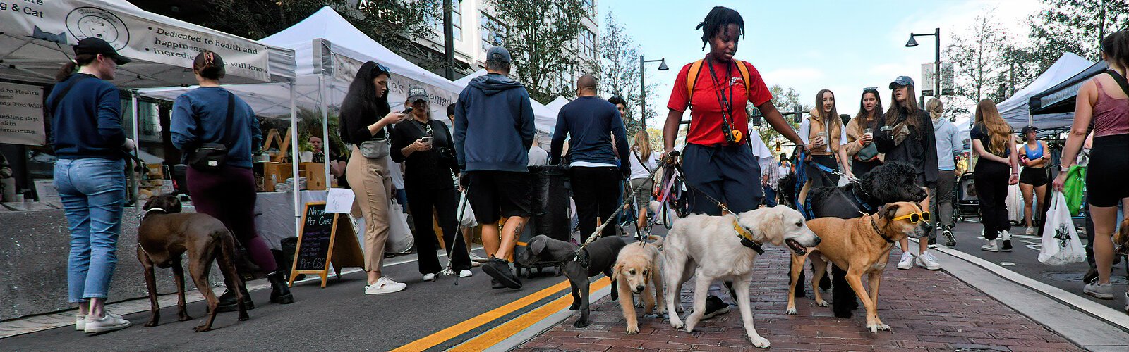 Dog handler Alexis has her hands full as she walks five curious puppies in training through The Market at Water Street Tampa.